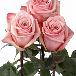 Rosa Gr Havana ( Хавана ) В60 Rosa Prima