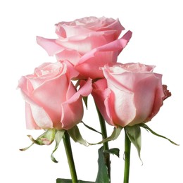 Rosa Gr Hermosa ( Хермоса ) В60 Rosa Prima