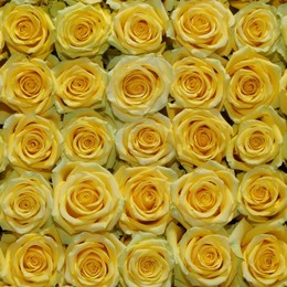 Rosa Gr High & Exotic ( Хиг & Екзотик ) В60 Rosa Prima
