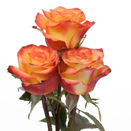 Rosa Gr High & Magic ( Хиг & Магик ) В60 Rosa Prima