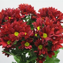 Chrys. tr. Haiku (Хриз. куст. Хайку) В70