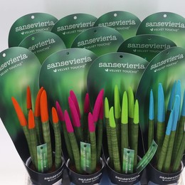Сансевиерия Бархатное Прикосновение Ибица В Керамике # ( Sansevieria Velvet Touch Ibiza In Ceramic #