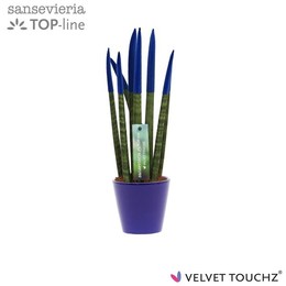 Сансевиерия Бархатное прикосновениеz Синий в керамике R'dam ( Sansevieria Velvet Touchz Blue In cera