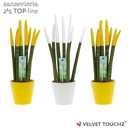 Сансевиерия Бархатное прикосновение ( Sansevieria Velvet Touchz Classic Easter Mixed In K ) W 8,5 см