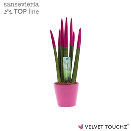Сансевиерия Бархатное Прикосновение.... Фуксия в керамике R' ( Sansevieria Velvet Touchz Fuchsia In