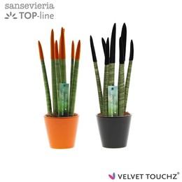 Сансевиерия Бархатное прикосновение ( Sansevieria Velvet Touchz Halloween Mixed In Kerami ) W 8,5 см