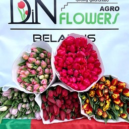 Тюльпаны Микс Экстра (Tulips mix Extra) 45 см + пр-ва Белоруссия