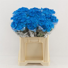 Chrys. tr. Baltica Light Blue (Хриз куст. Балтика Лайт Блу) В70