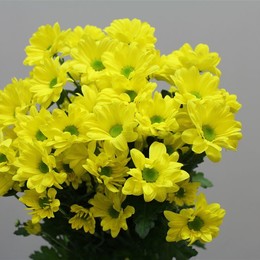 Chrys. tr. Bacardi Yellow (Хриз. куст. Бакарди Еллоу) В70