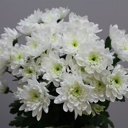 Chrys. tr. Baltica Kester (Хриз куст. Балтика Кестер) В70