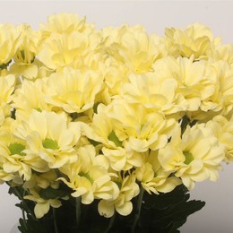 Chrys tr Kennedy Cream (Хриз куст Кеннеди Крем) В70