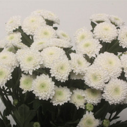 Chrys tr Coconut (Хриз куст. Коконат) В70