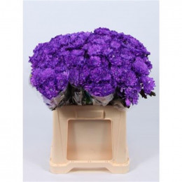 Chrys tr Baltica Milka (Хриз куст. Балтика Милка) В70