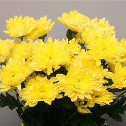 Chrys. tr. Baltica Yellow (Хриз. куст. Балтика Еллоу) В70