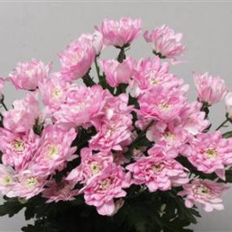 Chrys. tr. Baltica Pink (Хриз. куст. Балтика Пинк) В70