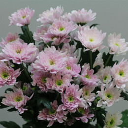 Chrys. tr. Euro Pink (Хриз. куст. Евро Пинк) В70