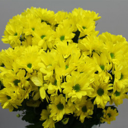 Chrys. tr. Celebrate (Хриз куст. Селебрейт) В70