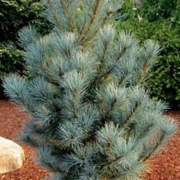 Сосна балканская Glauca Compacta (Глаука Компакта)