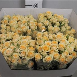 Rosa Spray Trinity (Роза Спрей Тринити) В70