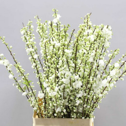 Prunus Gland White (Прунус Гланд Вайт) В70