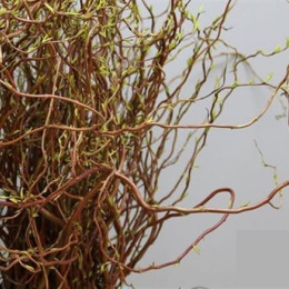 Salix Curly Willow (Саликс Керли Виллоу) В140