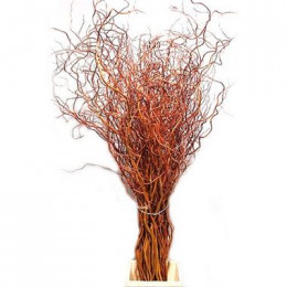 Salix Golden curls (Салекс голден керлс) В130