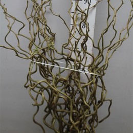 Salix Corylus (Саликс Корулус) В100