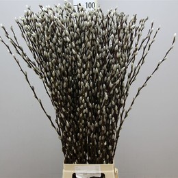 Salix Pussy Willow (Саликс Пусси Виллоу) В80