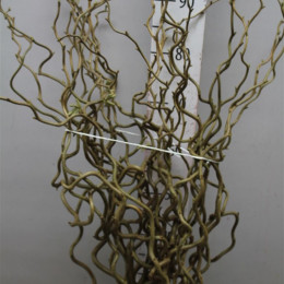 Salix Corylus (Саликс Корулус) В80