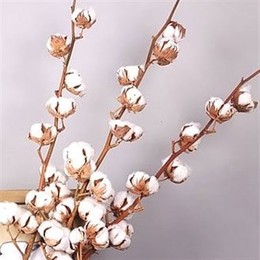 Gossypium white (Госсипиум Вайт) В85