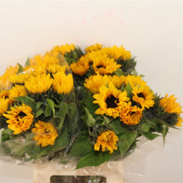 Helianthus Orange Fire (Подсолнух Оранж Фаер) В70
