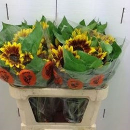 Helianthus flame (Подсолнух Флейм)В65