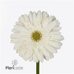 Gerbera Louvre (Гербера Лувр)