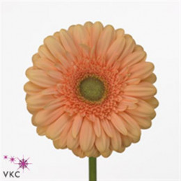 Gerbera Pre-Extase (Гербера Пре-Экстейс)