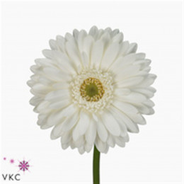 Gerbera Pole Ice (Гербера Поул Айс)