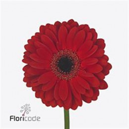 Gerbera Ladies First (Гербера Ледис Ферст)