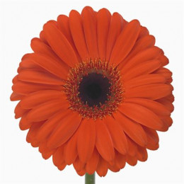 Gerbera Monarch (Гербера Монарх)