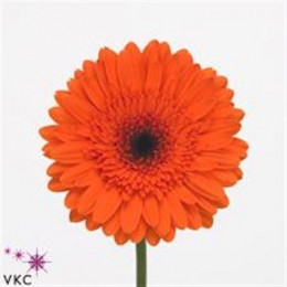 Gerbera Mentor (Гербера Ментор)