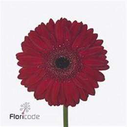 Gerbera Humberto (Гербера Хумберто)