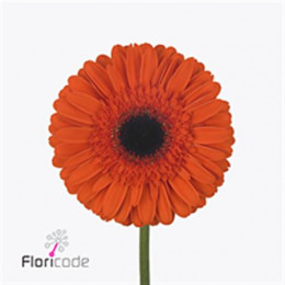 Gerbera Prestige (Гербера Престиж)
