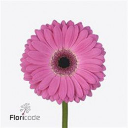 Gerbera Vacanza (Гербера Ваканза)