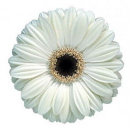 Gerbera Ice Queen (Гербера Айс Квин)