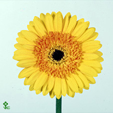 Gerbera Indian Summer (Гербера Индиан Саммер)
