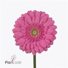 Gerbera Samara (Гербера Самара)