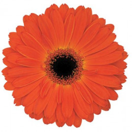 Gerbera Mistique (Гербера Мистикви)