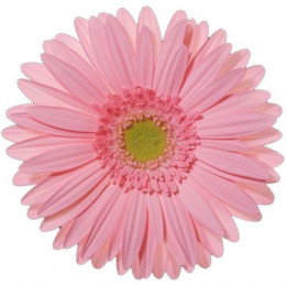 Gerbera Maroussia (Гербера Маруся)