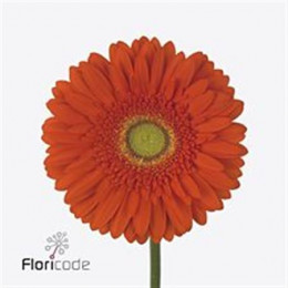 Gerbera Kingsley (Гербера Кингсли)