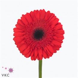 Gerbera Lustro (Гербера Люстро)