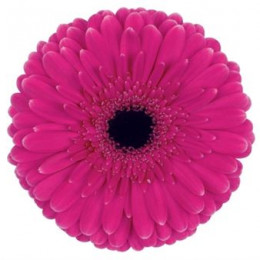 Gerbera Picobello (Гербера Пикобелло)