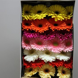 Gerbera Mixed Russia (Гербера Миксд Раша)